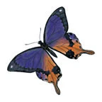 Butterfly Blue brown Tattoo