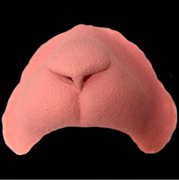 Cat Latex Nose - Tinsley Transfers - Image 2