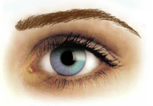 Eyebrows Dark Blond High Arch Tattoos