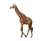 Giraffe Tattoo