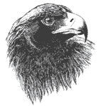 Hawk Tattoo