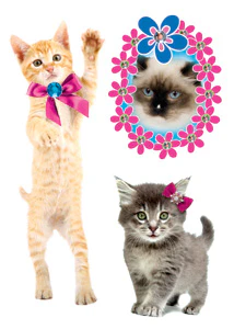 Kittens Tattoos