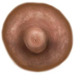 Medium Brown Nipple Temporary Tattoo (S)