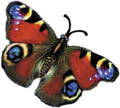 Peacock Butterfly Tattoo