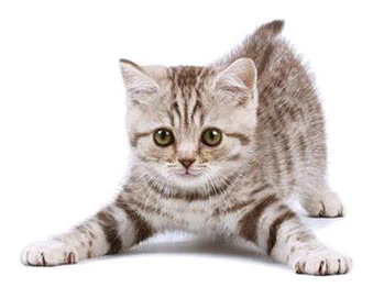 Playing Kitten Tattoo