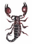 Realistic Scorpion Tattoo