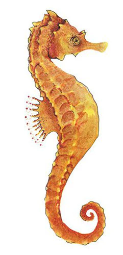 Realistic Seahorse Tattoo