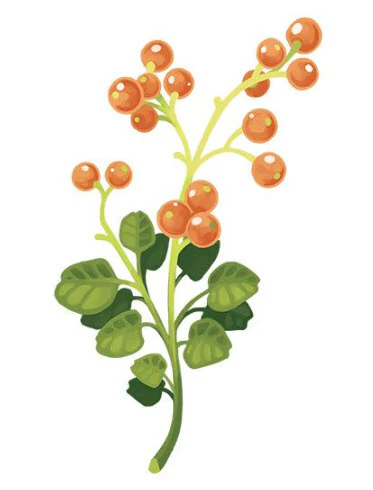 Red Berry Floral Tattoo