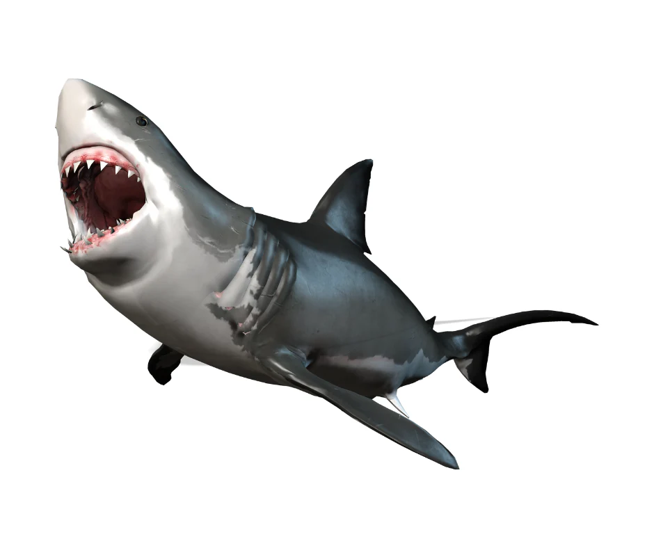 Shark Tattoo