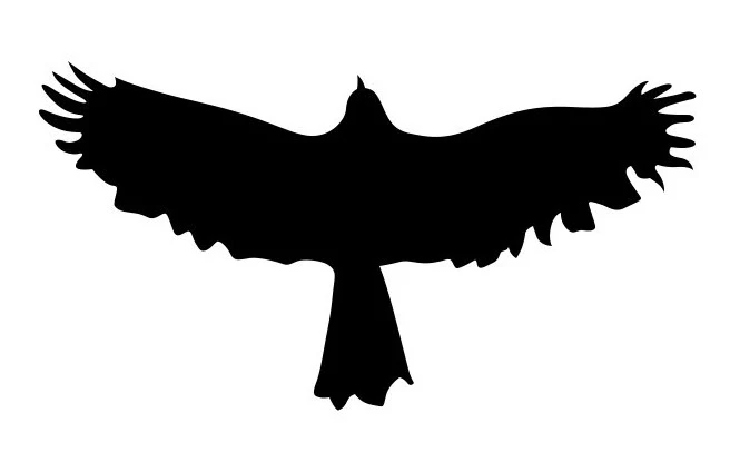 Strepik Hawk Tattoo