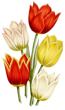 Tulips Tattoo