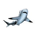 White Shark Tattoo